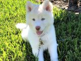 Keski̇n Bakişli Husky Yavrularimiz