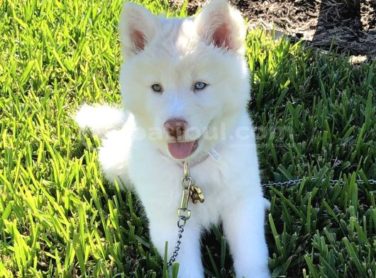 Keski̇n Bakişli Husky Yavrularimiz görsel