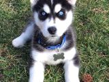 Keski̇n Bakişli Husky Yavrularimiz
