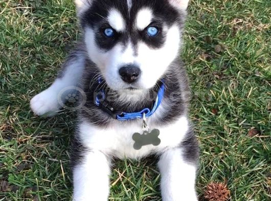 KESKİN BAKIŞLI HUSKY YAVRULARIMIZ