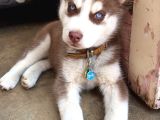 Keski̇n Bakişli Husky Yavrularimiz