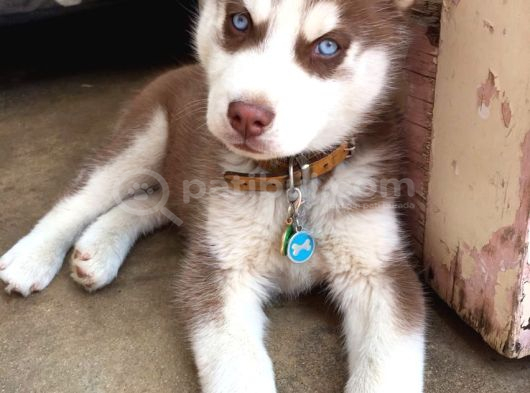 Keski̇n Bakişli Husky Yavrularimiz görsel