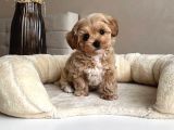 En Güzel Huylu Tea Cup Malti̇poo Yavrularimiz