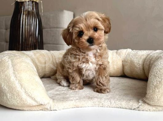 EN GÜZEL HUYLU TEA CUP MALTİPOO YAVRULARIMIZ