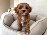 En Güzel Huylu Tea Cup Malti̇poo Yavrularimiz