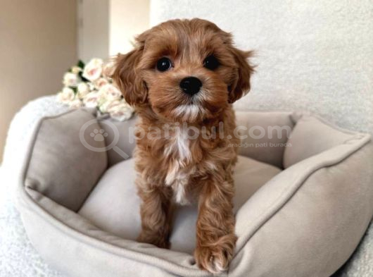 En Güzel Huylu Tea Cup Malti̇poo Yavrularimiz görsel