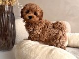 En Güzel Huylu Tea Cup Malti̇poo Yavrularimiz