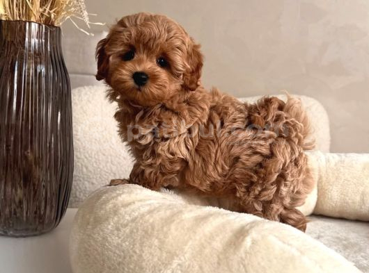 En Güzel Huylu Tea Cup Malti̇poo Yavrularimiz görsel