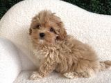 En Güzel Huylu Tea Cup Malti̇poo Yavrularimiz