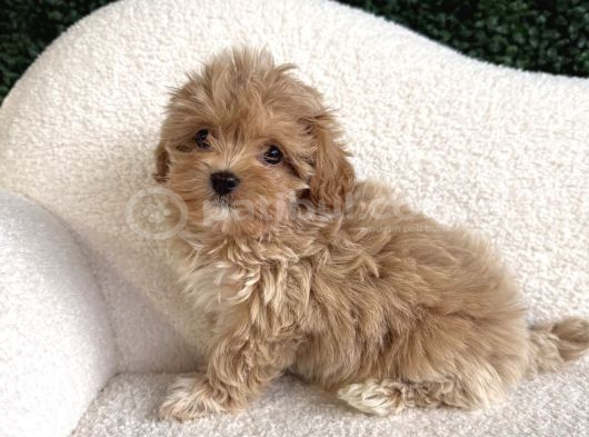 En Güzel Huylu Tea Cup Malti̇poo Yavrularimiz görsel