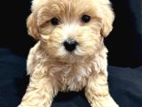 En Güzel Huylu Tea Cup Malti̇poo Yavrularimiz