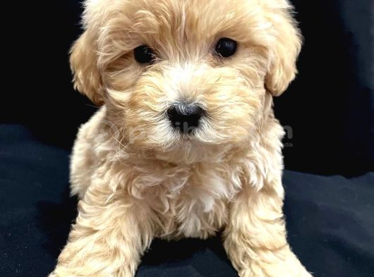 En Güzel Huylu Tea Cup Malti̇poo Yavrularimiz görsel