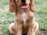 Irk Ve Sağlik Garanti̇li̇ Ameri̇kan Cocker