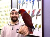 Kirmizi Eği̇ti̇mli̇ Evci̇l Eclectus Papağanimiz