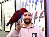KIRMIZI EĞİTİMLİ EVCİL ECLECTUS PAPAĞANIMIZ