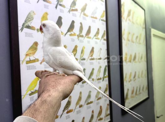 Evci̇l Beyaz Mutasyon Paki̇stan Papağanimiz görsel