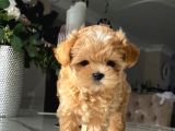 Aile Yaşamına Uygun Maltipoo Yavrular