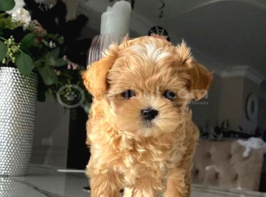 Aile Yaşamına Uygun Maltipoo Yavrular görsel