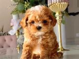Aile Yaşamına Uygun Maltipoo Yavrular