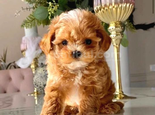 Aile Yaşamına Uygun Maltipoo Yavrular görsel