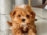Aile Yaşamına Uygun Maltipoo Yavrular