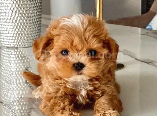 Aile Yaşamına Uygun Maltipoo Yavrular görsel