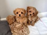 Aile Yaşamına Uygun Maltipoo Yavrular