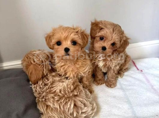 Aile yaşamına uygun maltipoo yavrular
