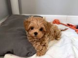 Aile Yaşamına Uygun Maltipoo Yavrular