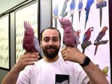 60 Günlük Bebek Belgeli̇ Gül Kakadu Yavrularimiz