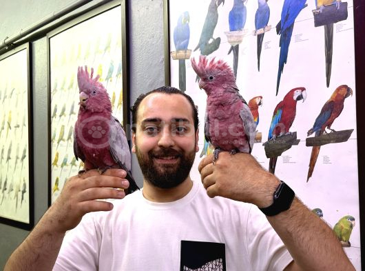 60 Günlük Bebek Belgeli̇ Gül Kakadu Yavrularimiz görsel