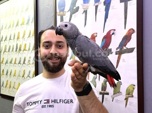 Faturali Belgeli̇ 60 Günlük Bebek Yavru Jako