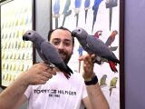 60 GÜNLÜK BELGELİ BEBEK EL BESLEME JAKO YAVRULARIMIZ