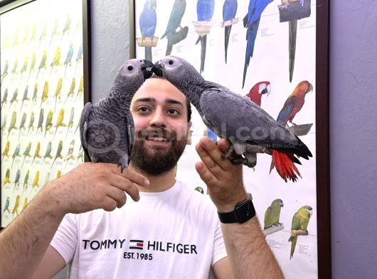 60 Günlük Belgeli̇ Bebek El Besleme Jako Yavrularimiz görsel