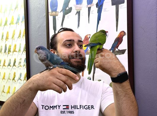 Bebek Monk Papağan Yavrularimiz görsel