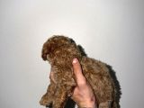 2 Aylık Yavru Toy Poodle