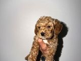 2 Aylık Yavru Toy Poodle
