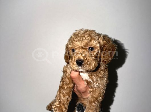 2 Aylık Yavru Toy Poodle