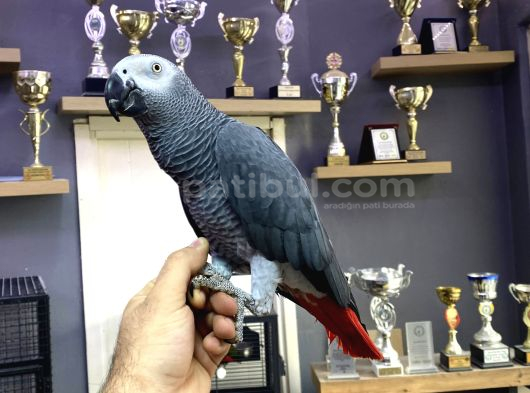Jumbo Boy Sağlikli 200 Keli̇me Konuşan Jako Papağani görsel