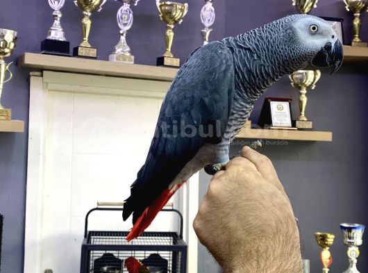 Jumbo Boy Sağlikli 200 Keli̇me Konuşan Jako Papağani