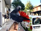 Çok Konuşan Evci̇l Eği̇ti̇mli̇ Jako Papağani