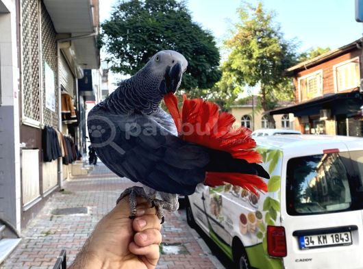 Çok Konuşan Evci̇l Eği̇ti̇mli̇ Jako Papağani görsel