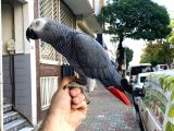 ÇOK KONUŞAN EVCİL EĞİTİMLİ JAKO PAPAĞANI