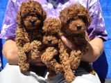 Redbrown Toy Poodle Yavrular Petmode Köpek Çifrliğinden