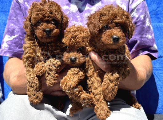 Redbrown Toy Poodle Yavrular Petmode Köpek Çifrliğinden görsel