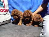 Redbrown Toy Poodle Yavrular Petmode Köpek Çifrliğinden
