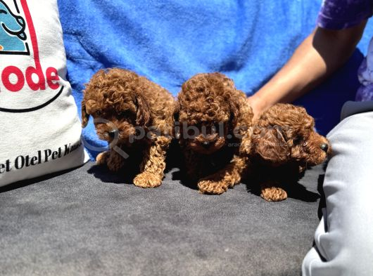 Redbrown Toy Poodle Yavrular Petmode Köpek Çifrliğinden görsel