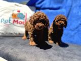 Redbrown Toy Poodle Yavrular Petmode Köpek Çifrliğinden