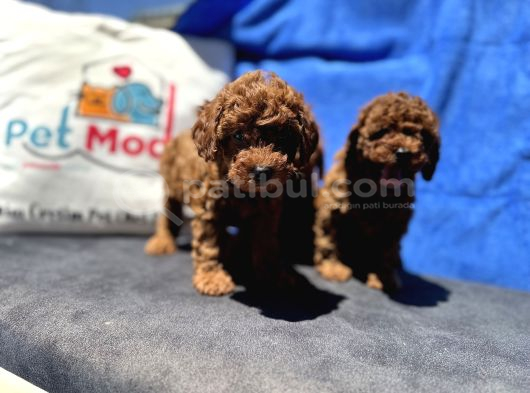 Redbrown Toy Poodle Yavrular Petmode Köpek Çifrliğinden görsel