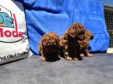 Redbrown Toy Poodle Yavrular Petmode Köpek Çifrliğinden